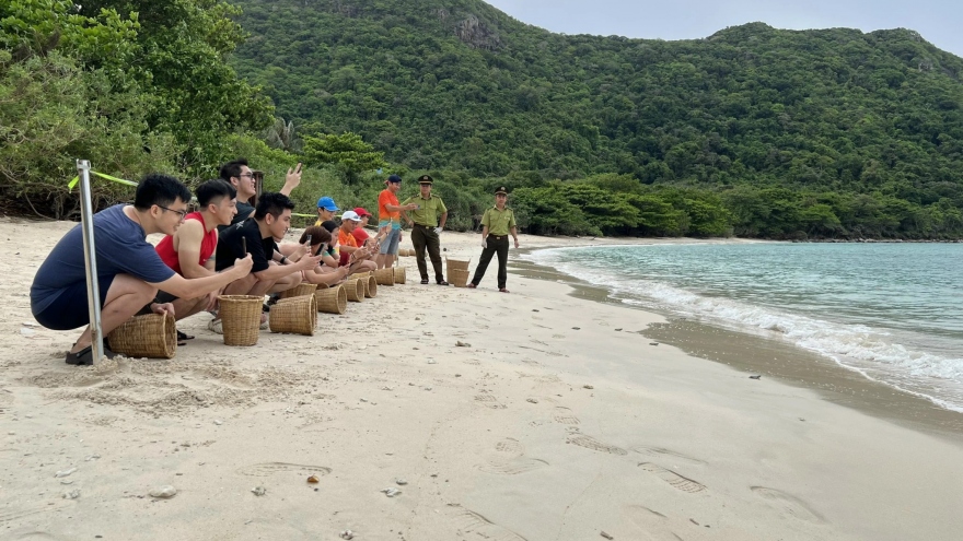 Malaysian baby sea turtles released into the sea in Con Dao